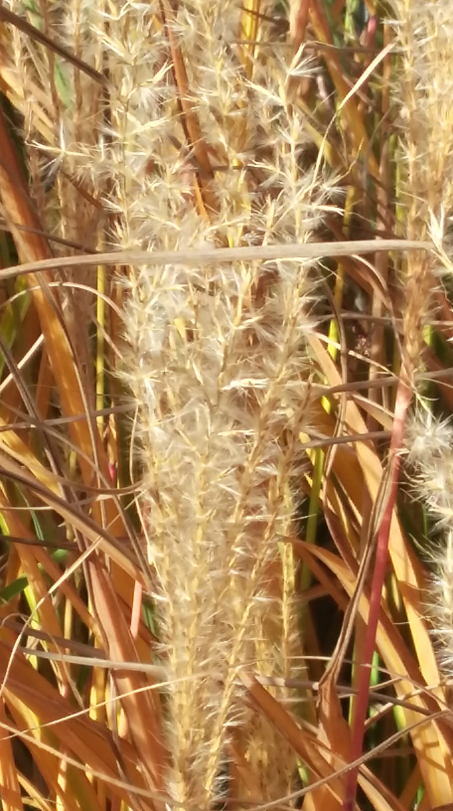 tmp_7533-20161030_134923_richtonehdr-367164788