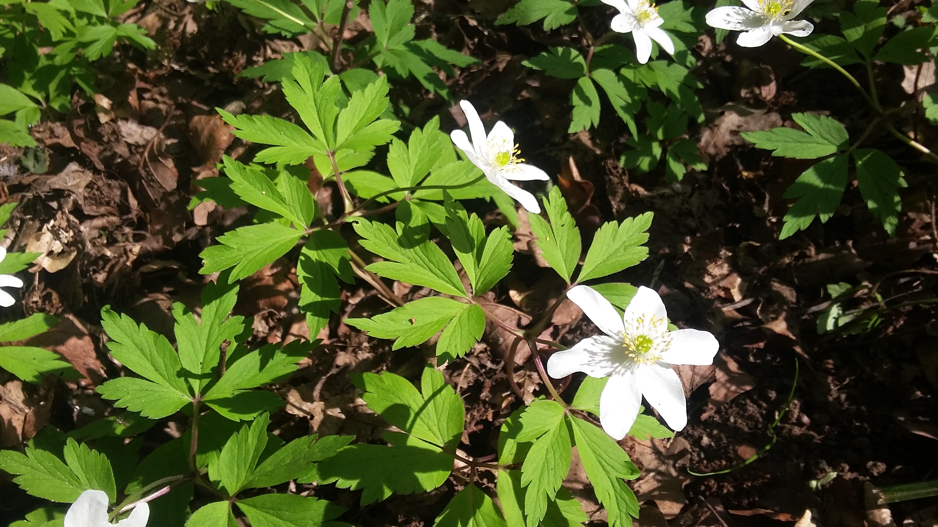 tmp_966-20170409_112640-1651701393