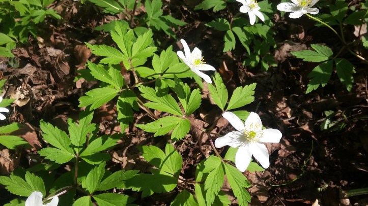 tmp_966-20170409_112640-1651701393