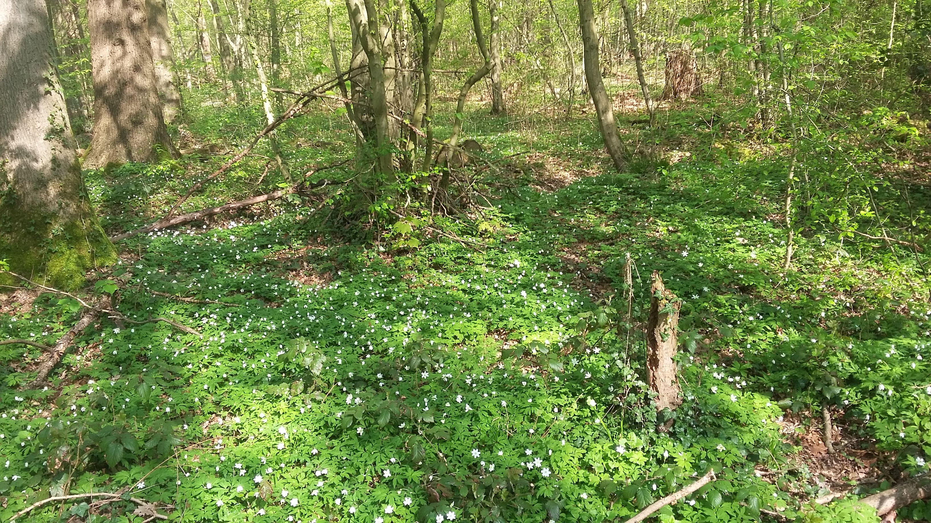 tmp_966-20170409_112701-368676231