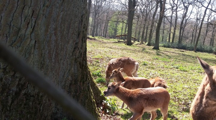 tmp_966-20170409_133415543699042