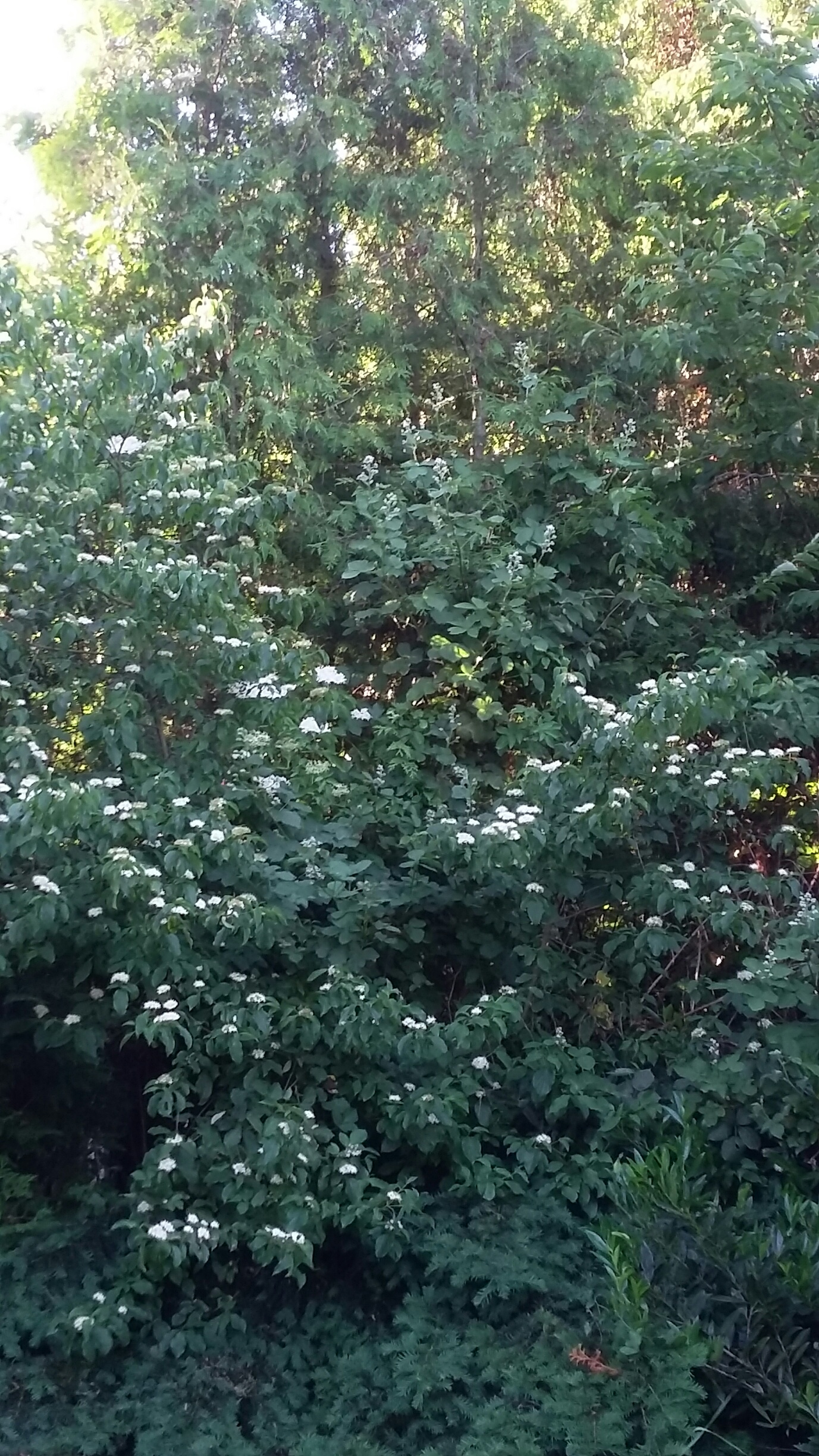 20170527_192434_resized