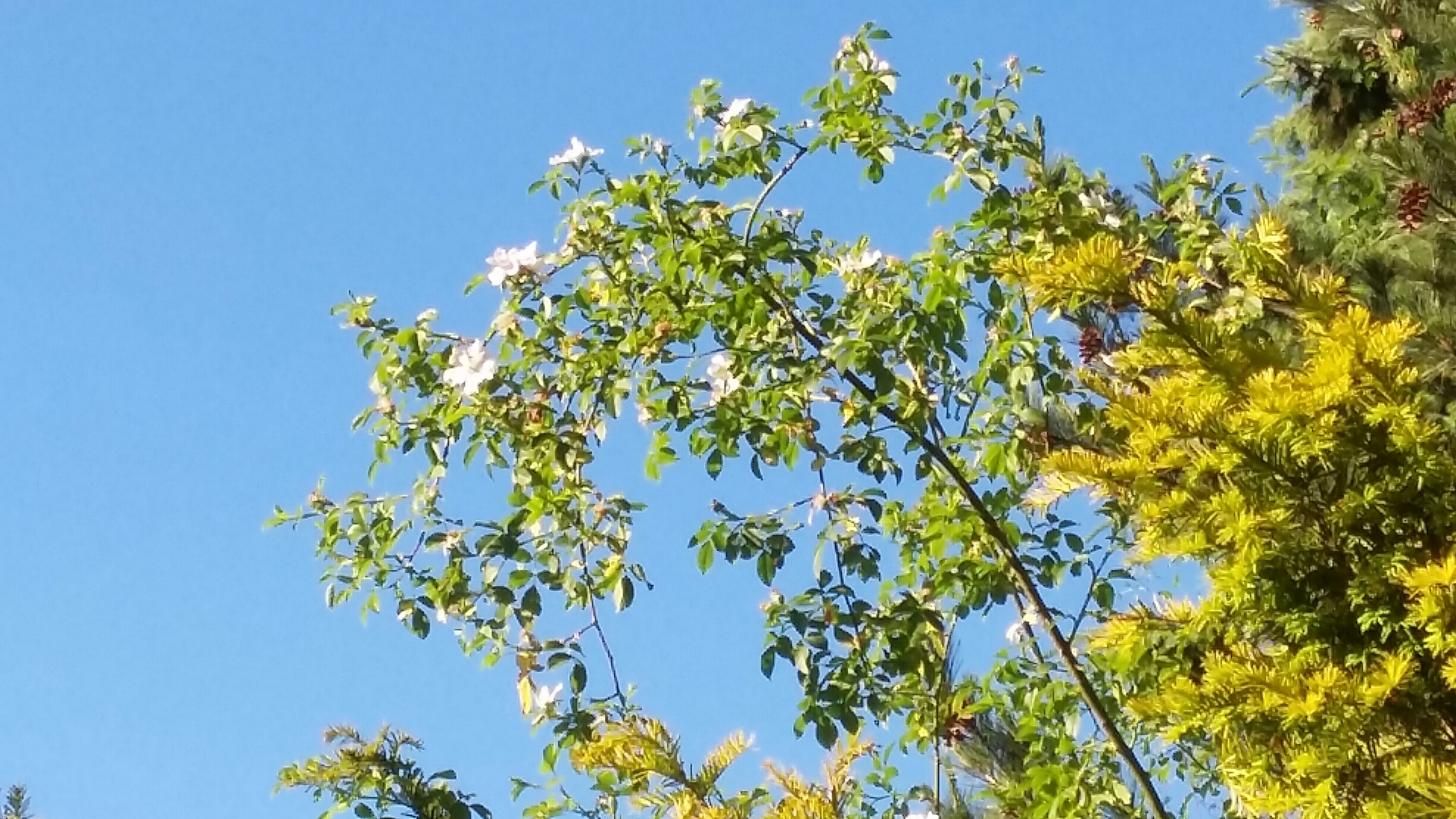 20170527_193311_resized