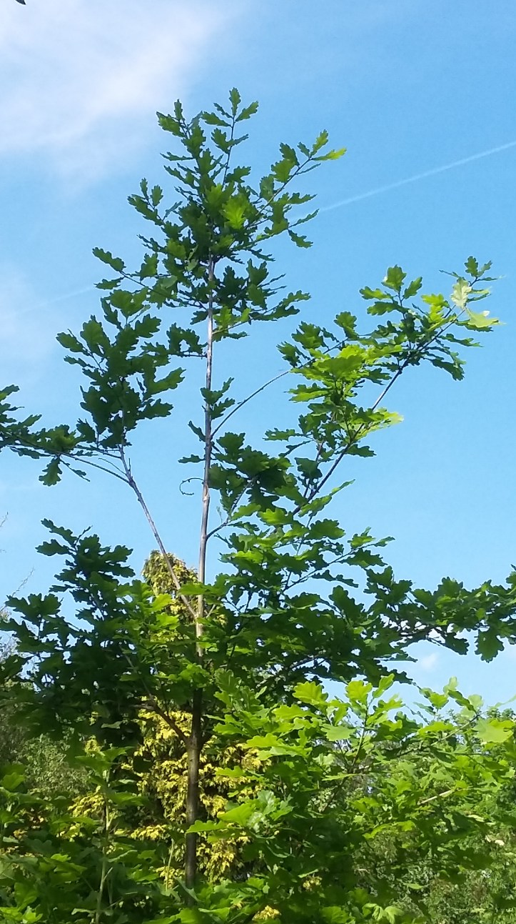 tmp_8621-20170522_160841-1269046561