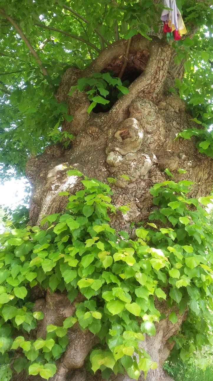 tmp_7548-20170605_113121664807939