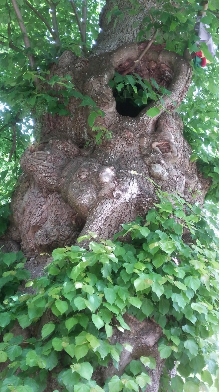 tmp_7548-20170605_113152_Richtone(HDR)1562811610