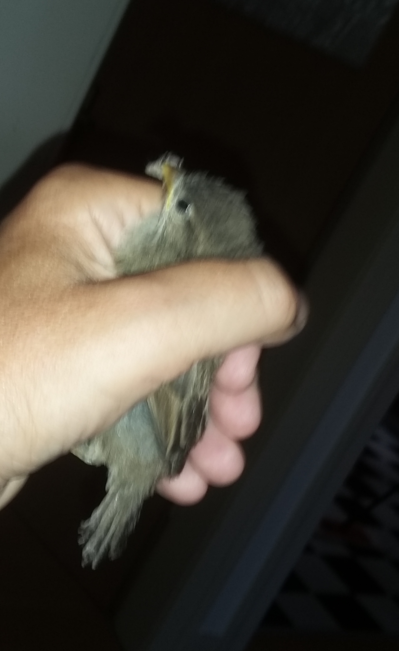 spatz