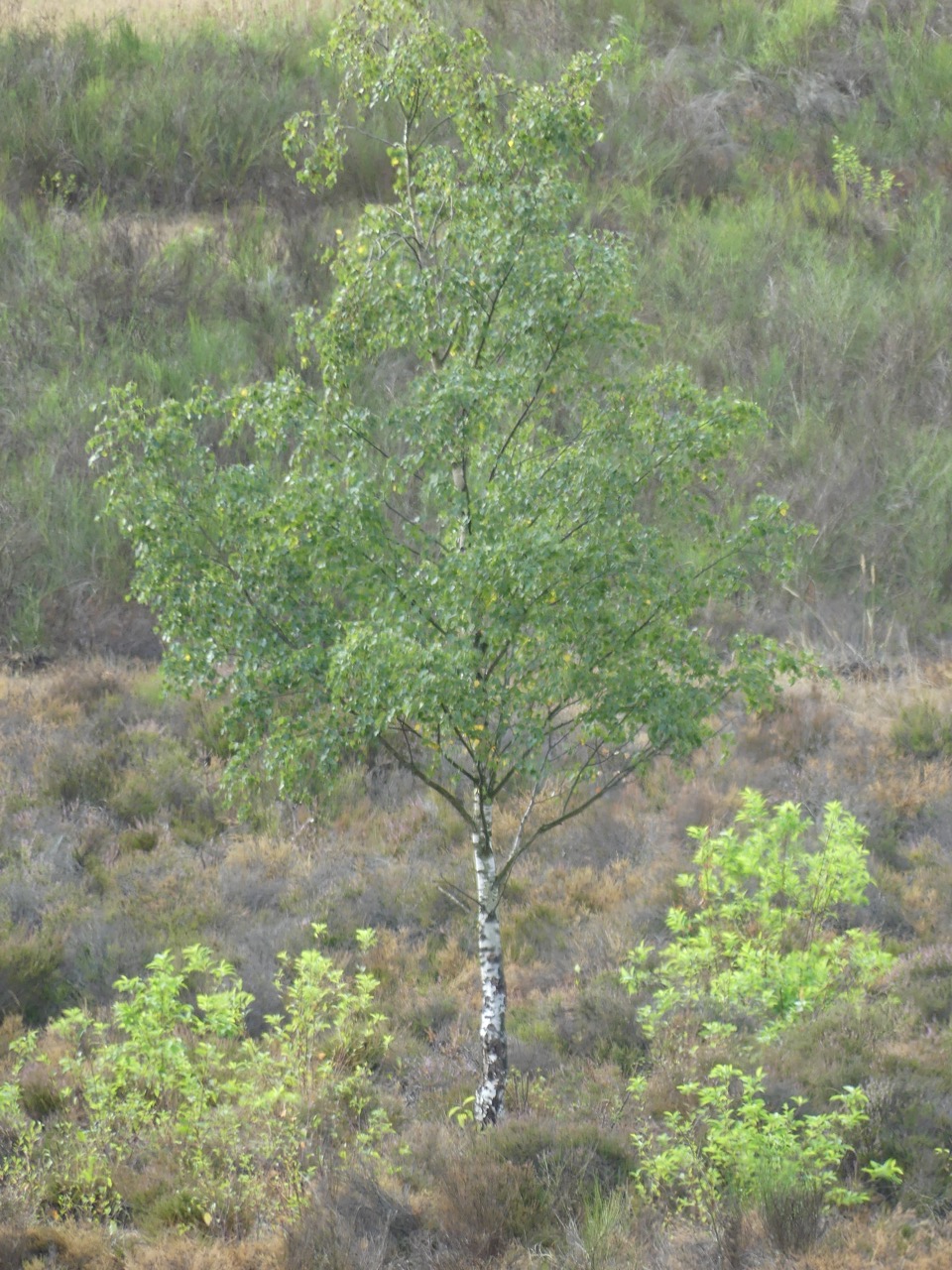 P1000471