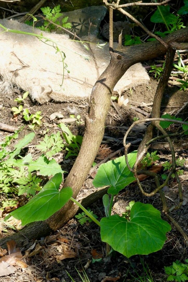 P1020656