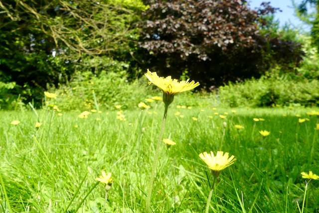 Habichtskraut auf dem Moosen