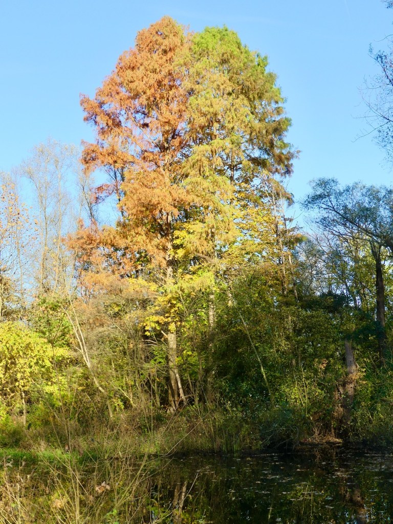 Der Baum ist am nadeln!

