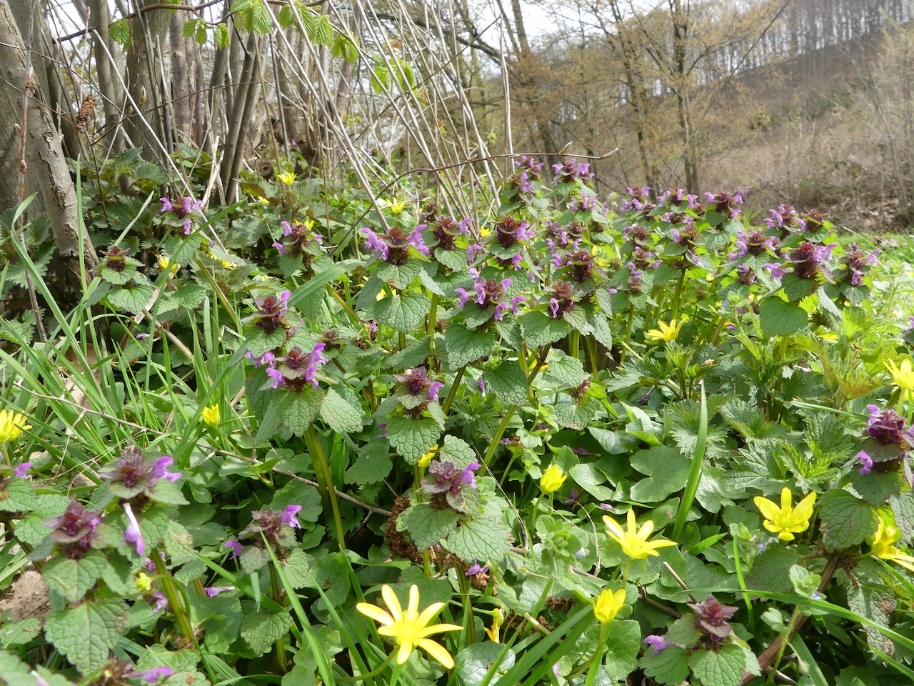 Scharbockskraut an Taubnessel